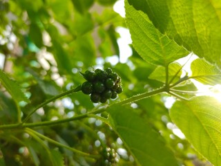 The fruit or seeds of the Lantana flower are still green.