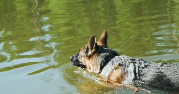 Big dog swims through the green water, holding a stick in his teeth.