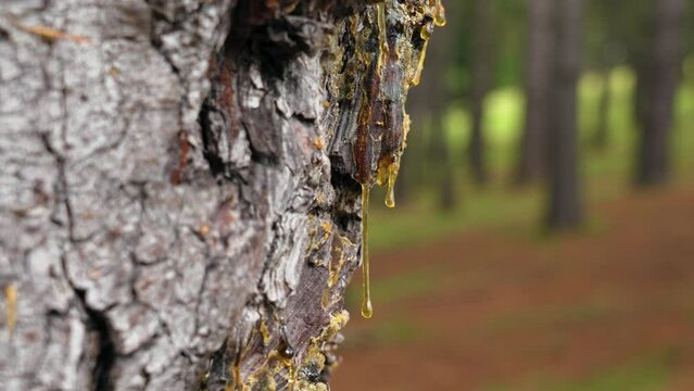 Fossilized drop of pine resin dripped on the bark of a coniferous tree in the forest. Natural amber close up