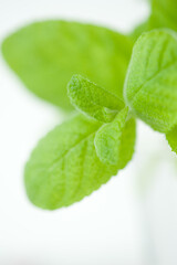 mint leaves © Ronofoto