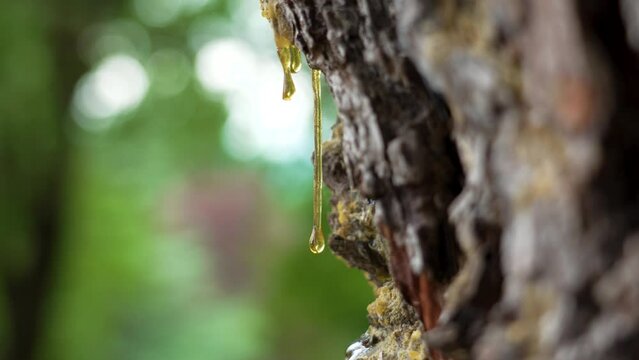 Fossilized drop of pine resin on the trunk of a coniferous tree in the forest. Green summer foliage in blur. Natural amber close up