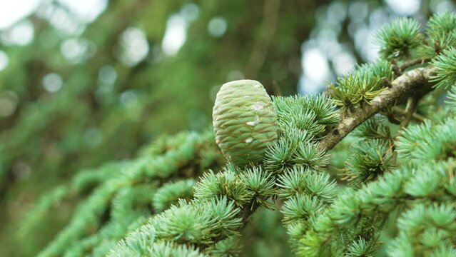 Blue atlas cedar cone on branch with green needles in forest. Evergreen coniferous tree. Cedrus Atlantica
