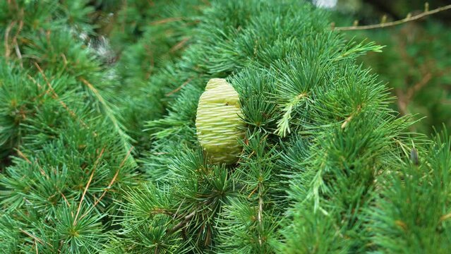 Blue atlas cedar cone on branch with green needles in forest. Evergreen coniferous tree. Cedrus Atlantica