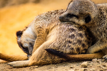 schlafende Erdmännchen