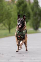 Dog armor. Dog in a bulletproof vest