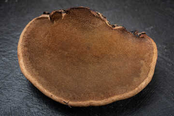 Forest mushrooms polypores - medicine plant
