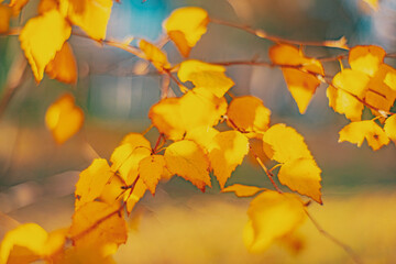 Autumn time - soft focus effect
