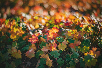 Autumn time - soft focus effect