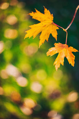 Autumn time - soft focus effect