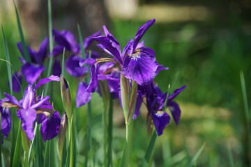 梅宮大社のかきつばた