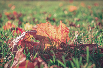 Autumn time - soft focus effect