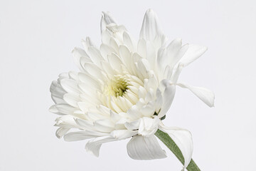 Close up Chrysanthemum indicum. white flower beautiful bloom with isolated white background - 514899702