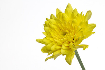Close up Chrysanthemum indicum. Yellow flower beautiful bloom with isolated white background - 514899720