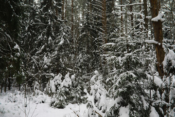 Fototapeta premium Winter snowy frosty landscape. The forest is covered with snow. Frost and fog in the park.