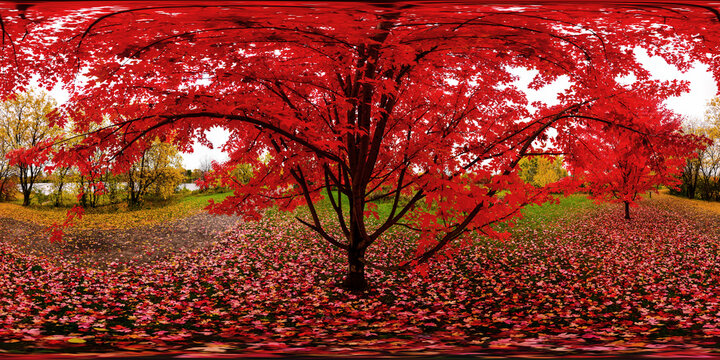 Under the Autumnal tree, Stanley Park, Ottawa