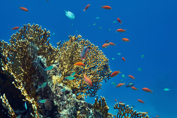 Naklejka na ściany i meble Korallenriff - Reef