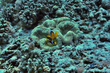 Fototapeta na wymiar Nemo - Clounfish - Anemonen Fisch
