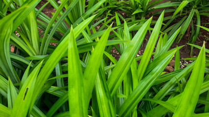 Pandan leaf plant background, smells good and can be used as natural food coloring 07