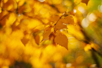 Fototapeta na wymiar Autumn time - soft focus effect