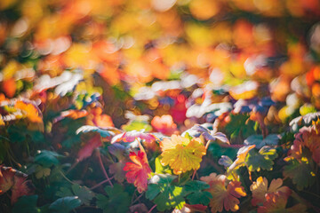 Autumn time - soft focus effect
