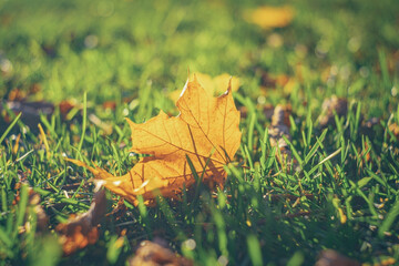 Autumn time - soft focus effect