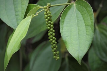 Black pepper (Piper nigrum) is a flowering vine in the family Piperaceae, cultivated for its fruit,...