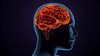 Obraz premium 3dillustration of human male brain anatomy.