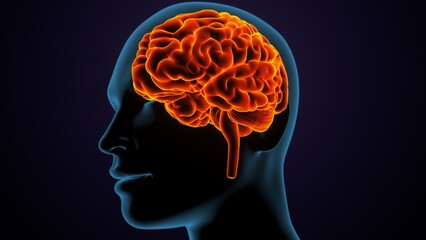Fototapeta premium 3d illustration of human male brain anatomy.