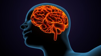 Obraz premium 3dillustration of human male brain anatomy.