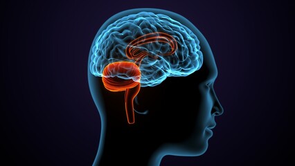 Obraz premium 3d illustration of human male brain anatomy