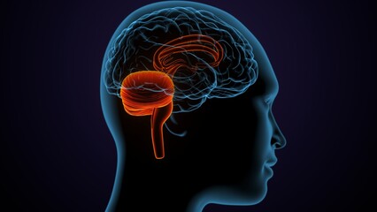 Obraz premium 3d illustration of human male brain anatomy