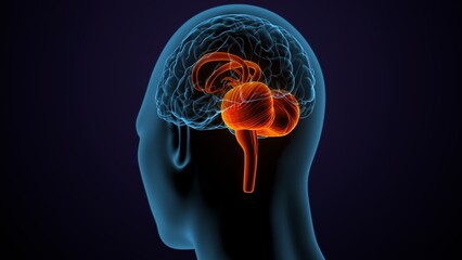 Obraz premium 3d illustration of human male brain anatomy