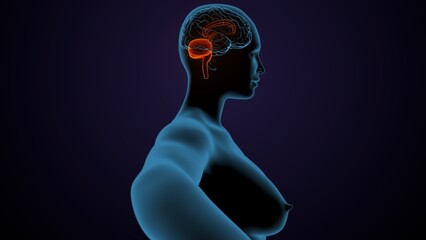 3d illustration of human male brain anatomy