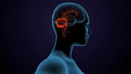 3d illustration of human male brain anatomy