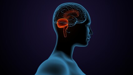 Obraz premium 3d illustration of human male brain anatomy