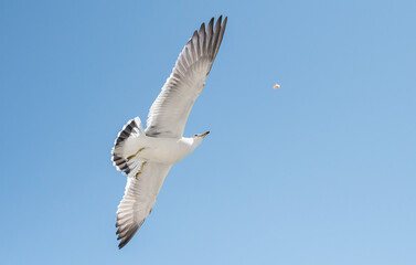 Seagulls catch pieces of food in flight.