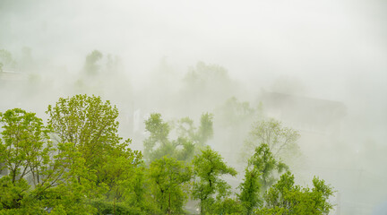 Green trees in the fog.