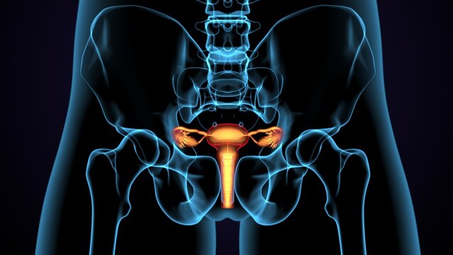 3d Illustration Of Human Female Reproductive System Anatomy.