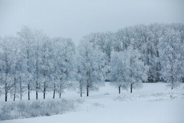 Winter snowy frosty landscape. The forest is covered with snow. Frost and fog in the park.