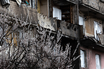 Fototapeta premium KYIV, UKRAINE - APR 21, 2022: A branches of apricot tree blooming against the background apartment building by ruined a cruise missile on the second day of the full-scale Russian invasion of Ukraine