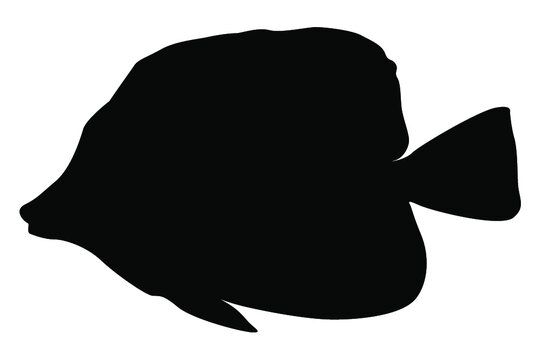 recommend clip art: sea ​​fish silhouette vector