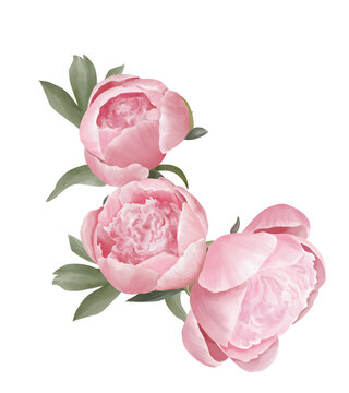 Watercolor pink peony bouquets, pink flowers composition, corner, border for wedding design, logo, template, etc.