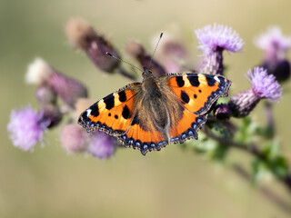 Closeup of Painted Lady butterfly (Vanessa cardui) on Thistle flower in summer 