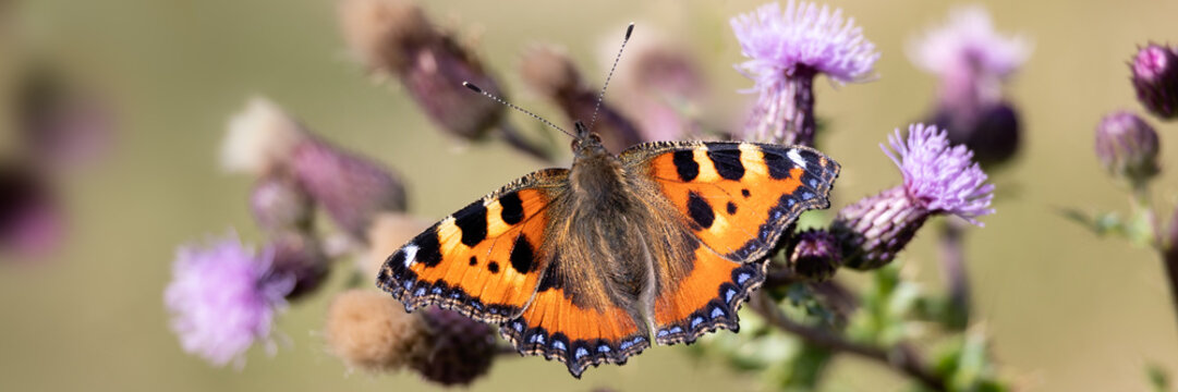 Panorama of Small Tortoiseshell butterfly (Aglais urticae) on Thistle flower in summer 