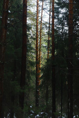 Winter snowy frosty landscape. The forest is covered with snow. Frost and fog in the park.