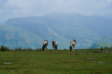 Trois pottoks qui broutent l'herbe des montagnes pyrénéennes basques