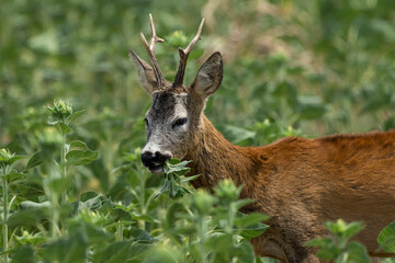 A roe deer eats a sunflower