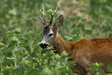 Foto auf Acrylglas A roe deer eats a sunflower © predrag1