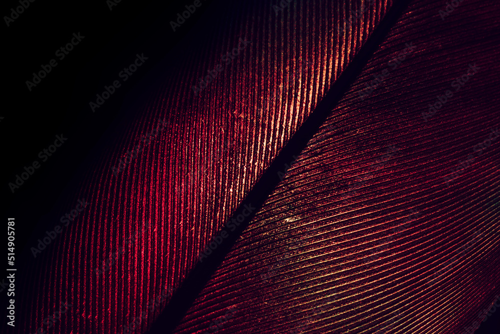 Fototapete Close up Beautiful RED Bird feather background pattern texture for design. Macro photography view..