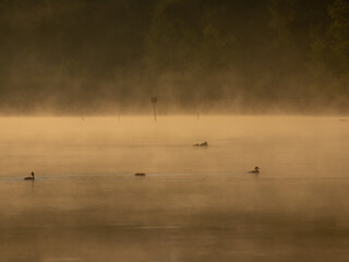 Obraz na płótnie Canvas Mgła nad jeziorem